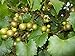 photo Pixies Gardens Scuppernong Muscadine Grape Vine Shrub Live Fruit Plant (1 Gallon Potted) 2024-2023
