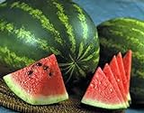 photo: You can buy Watermelon, Jubilee , Heirloom, 20 Seeds, Large, Sweet N Delicious online, best price $1.99 ($0.10 / Count) new 2024-2023 bestseller, review