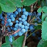 photo: You can buy Creeping Oregon Grape Seeds (Mahonia repens) Packet of 10 Seeds online, best price $8.97 ($0.90 / Count) new 2024-2023 bestseller, review
