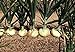 foto 200 piezas de semillas de cebolla dulce Semillas de reliquia no transgénicas que crecen al aire libre La cebolla blanca también se puede utilizar para decorar el jardín 2024-2023