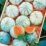photo: You can buy 10 Savor Melon Seeds | Exotic Garden Fruit Seeds to Plant | Sweet Exotic Melons, Grow and Eat online, best price $9.99 ($1.00 / Count) new 2024-2023 bestseller, review