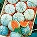 photo 10 Savor Melon Seeds | Exotic Garden Fruit Seeds to Plant | Sweet Exotic Melons, Grow and Eat 2024-2023