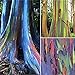 foto 200 Piezas Semillas De Eucalipto Fuerte Adaptabilidad A La Siembra Fácil De Cuidar Adecuado Para Principiantes Eucalyptus Arcoíris Especies Raras Siembra En Interiores Durante Todo El Año 2024-2023