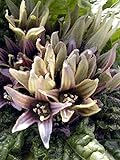 foto: jetzt Alraune (Mandragora officinarum) 10 Samen der magischen im Frühling blühenden Zauberpflanze Online, bester Preis 11,00 € (550,00 € / kg) neu 2024-2023 Bestseller, Rezension