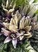 foto Alraune (Mandragora officinarum) 10 Samen der magischen im Frühling blühenden Zauberpflanze 2024-2023