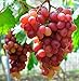 photo Giant Red Globe Grape Seeds - Biggest Variety, Juicy Fruits 2024-2023