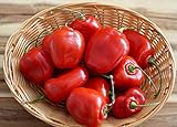 foto: jetzt Hot Chili Pfeffer Rocoto Rot - Manzano - Pepper - 10 Samen Online, bester Preis 1,60 € neu 2024-2023 Bestseller, Rezension