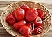 foto Hot Chili Pfeffer Rocoto Rot - Manzano - Pepper - 10 Samen 2023-2022