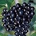 photo Pixies Gardens (1 Gallon) Cowart Muscadine Grape Vines Shrub Live Plant 2024-2023