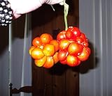 photo: You can buy Very Rare Heirloom! Traveler's Tomato 20 Seeds! Pull Apart & eat Like Grapes! online, best price $2.89 new 2024-2023 bestseller, review