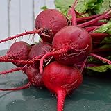 photo: You can buy Crosby Egyptian Beet - 100 Seeds - Heirloom & Open-Pollinated Variety, Non-GMO Vegetable Seeds for Planting Indoors or Outdoors in Containers or The Home Garden, Thresh Seed Company online, best price $7.99 new 2024-2023 bestseller, review