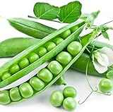 photo: You can buy Earthcare Seeds Peas Little Marvel Sweet Dwarf Bush Pea 50 Seeds (Pisum sativum) No GMO – Open Pollinated - Heirloom online, best price $7.95 new 2024-2023 bestseller, review