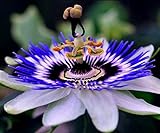 photo: You can buy CEMEHA SEEDS - Passionflower Purple Vine Wild Apricot Maypop Indoor Exotic Perennial Flowers for Planting online, best price $7.95 ($2.65 / Count) new 2024-2023 bestseller, review