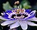 photo CEMEHA SEEDS - Passionflower Purple Vine Wild Apricot Maypop Indoor Exotic Perennial Flowers for Planting 2022-2021