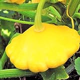 photo: You can buy TomorrowSeeds - Sunburst Yellow Patty Pan Seeds - 60+ Count Packet - Bush Scallop Squash Summer Golden Patisson Patison Lemon Scallopini online, best price $8.80 ($0.15 / Count) new 2024-2023 bestseller, review