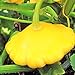 photo TomorrowSeeds - Sunburst Yellow Patty Pan Seeds - 60+ Count Packet - Bush Scallop Squash Summer Golden Patisson Patison Lemon Scallopini 2024-2023