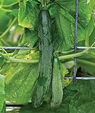 photo: You can buy Burpee Sweet Success Slicing Cucumber Seeds 20 seeds online, best price $8.64 ($0.43 / Count) new 2024-2023 bestseller, review
