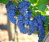 photo: You can buy Grape Seeds for Planting| 100 Seeds Packet online, best price $8.99 ($0.09 / Count) new 2024-2023 bestseller, review