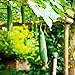foto 100 Piezas Semillas De Lufa Sin OGM Heirloom Semillas De Verduras Verdes Colgando Escalada Vid Hogar Jardín Plantar Vegetales Esponja Calabaza 2024-2023