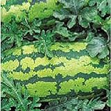 photo: You can buy Georgia Rattlesnake Watermelons Seeds (25+ Seeds) online, best price $4.69 new 2024-2023 bestseller, review