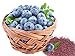 photo Homegrown Non GMO Blueberry Seeds, Echo (250) 2024-2023