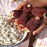 photo: You can buy Red Strawberry Popcorn Seeds (25 Seeds) online, best price $4.83 new 2024-2023 bestseller, review