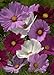 photo TROPICA - Mélange Cosmos bipenné (Cosmos bipinnatus) - 100 graines - Fleurs d'été 2024-2023