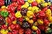 photo 25 seeds SCOTCH BONNET PEPPER SEEDS-(Caribbean Mix) - RED,YELLOW,AND CHOCOLATE 2024-2023