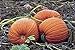 photo PlenTree Graines de citrouille, or mammouth, Heirloom, organiques, non Ogm 25+ graines, grosses Pumpkins 2024-2023