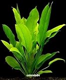 foto: jetzt WFW wasserflora Große Amazonas-Schwertpflanze/Echinodorus bleheri, Aquariumpflanze, barschfest Online, bester Preis 2,99 € neu 2024-2023 Bestseller, Rezension
