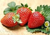 photo: You can buy 300pcs Giant Strawberry Seeds, Sweet Red Strawberry/Organic Garden Strawberry Fruit Seeds, for Home Garden Planting online, best price $9.59 ($0.03 / Count) new 2024-2023 bestseller, review