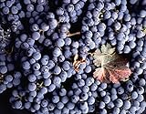 photo: You can buy Vitis Vinifera Cabernet Sauvignon Wine Grape jocad (5 Seeds) online, best price $19.95 new 2024-2023 bestseller, review