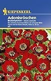 foto: jetzt Sperli Blumensamen Adonisröschen Blutströpfchen, grün Online, bester Preis 1,90 € neu 2024-2023 Bestseller, Rezension
