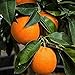 foto 20 piezas Semillas de cítricos Mandarina dulce Rutaceae Arbusto leñoso perenne de hoja perenne Árbol pequeño Fragancia fuerte Único atractivo Afrutado 2024-2023