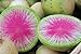 photo 100 Radis Melon d'eau des graines de radis très unique 2024-2023