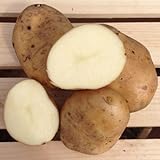 photo: You can buy Kennebec Seed Potatoes, 5 lbs. (Certified) online, best price $12.99 ($0.16 / Ounce) new 2024-2023 bestseller, review
