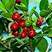photo 25 Strawberry Guava Seeds Psidium cattleianum Edible Fruit Tree Plant Shrub 2024-2023