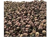 photo: You can buy Red Mangel Mammoth Beet Seeds Microgreen Sprouting Garden, or Fodder Giant 311C (3000 Seeds, or 2 oz) online, best price $11.69 new 2024-2023 bestseller, review