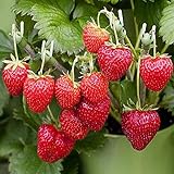 photo: You can buy (2000 Seeds)Perpetual Strawberry Four Seasons Strawberry Seeds for Planting04 online, best price $9.99 ($0.00 / Count) new 2024-2023 bestseller, review
