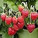 photo (2000 Seeds)Perpetual Strawberry Four Seasons Strawberry Seeds for Planting04 2024-2023