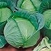 photo Late Flat Dutch Cabbage Seeds (60+ Seed Package) 2024-2023