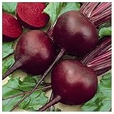 photo: You can buy Everwilde Farms - 1 Lb Detroit Dark Red Beet Seeds - Gold Vault online, best price $13.20 new 2024-2023 bestseller, review