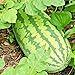 photo Congo Watermelon Seeds XXL Extra Sweet Non-GMO Organic Huge 30-50Lbs Garden rsc2a1r (25+ Seeds) 2024-2023