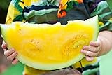 foto: jetzt Gelb Wassermelone JANOSIK Samen - Wassermelone Online, bester Preis 6,38 € neu 2024-2023 Bestseller, Rezension