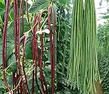 photo: You can buy 50+ Green or Red Cowpea Yard Long Bean Seeds Yardlong Beans Heirloom Non-GMO Vegetable online, best price $6.99 new 2024-2023 bestseller, review