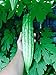 photo 15 Melon amer bio Gourd Ampalaya Graines 2024-2023