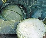 photo: You can buy Stone Head Hybrid Cabbage Seeds online, best price $1.99 new 2024-2023 bestseller, review