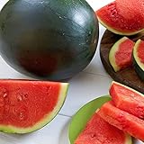 photo: You can buy Watermelon, Black Diamond, Heirloom, 50 Seeds, Super Sweet Round Melon online, best price $2.99 ($0.06 / Count) new 2024-2023 bestseller, review