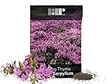 photo: You can buy 1,000 Creeping Thyme Seeds for Planting - Heirloom Non-GMO Ground Cover Seeds - AKA Breckland Thyme, Mother of Thyme, Wild Thyme, Thymus Serpyllum - Purple Flowers online, best price $6.49 ($0.01 / Count) new 2024-2023 bestseller, review