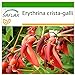 foto SAFLAX - Árbol del coral - 6 semillas - Con sustrato estéril para cultivo - Erythrina crista galli 2024-2023